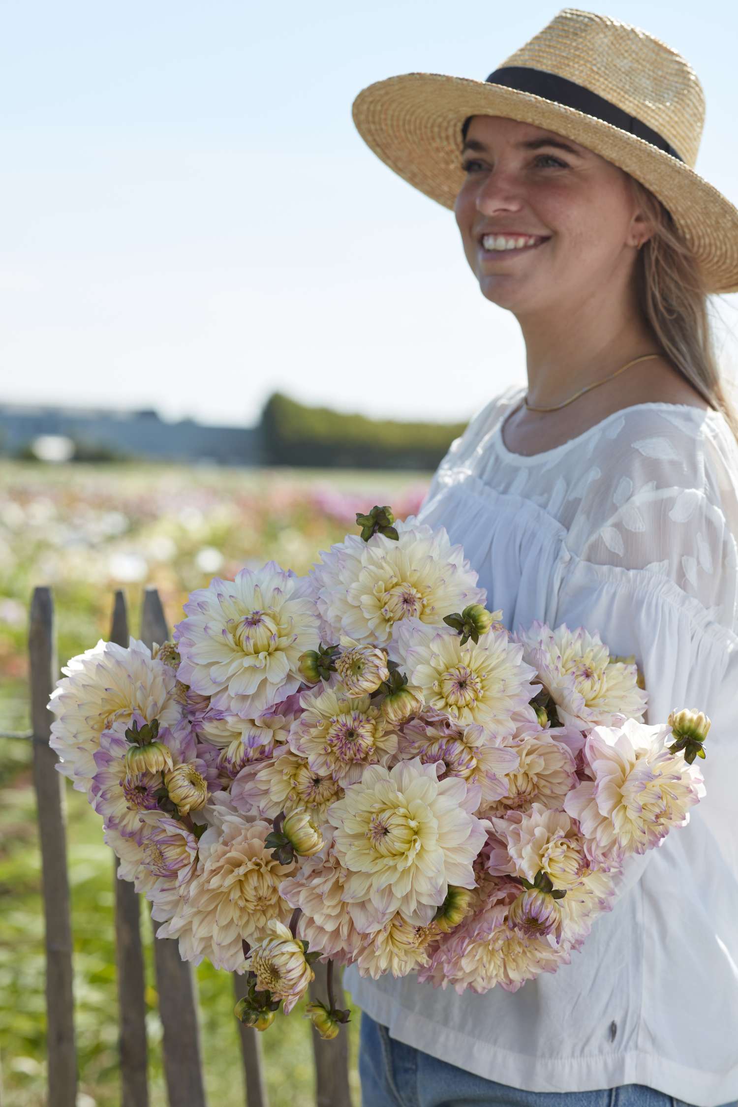 Dahlia 'Masterclass'